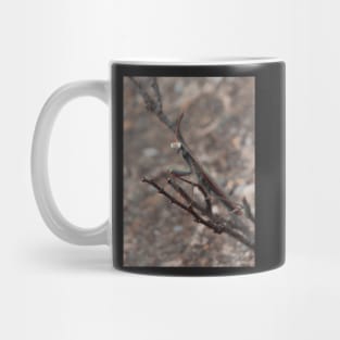 praying mantis Mug